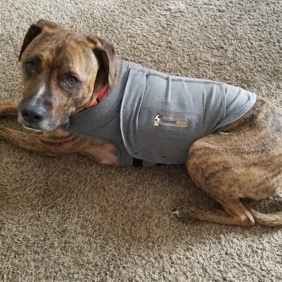 Sammy Dawg Thanks You for Your Purchase 💞 🐶💞 - Picture 5 of 8